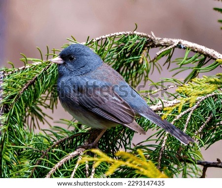 State Coloured Junco perched on a coniferous tree branch with a soft brown background in its environment and habitat surrounding and displaying multi coloured wings. Junco Picture.