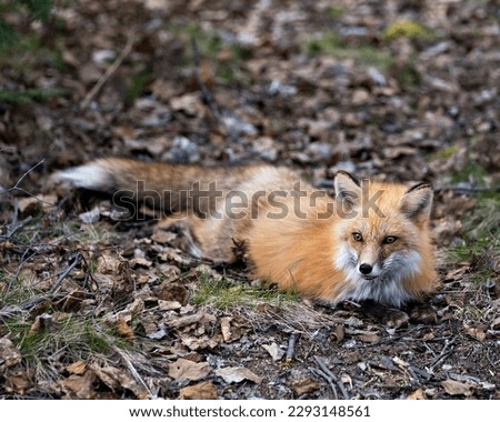 Red Fox close-up profile view resting on brown leaves and foliage and looking at camera in the spring season with blur background in its environment and habitat.  Fox Image. Picture. Portrait. 