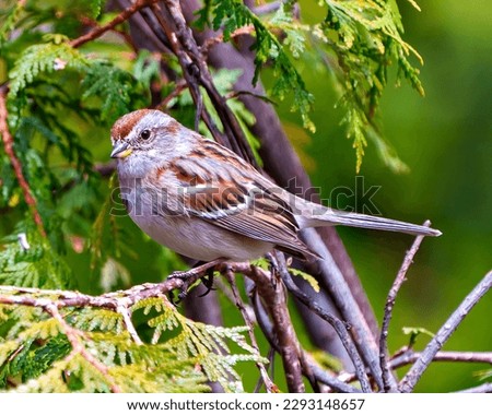 Chipping Sparrow close-up side view perched on a cedar branch tree with a green background in its environment and habitat surrounding.