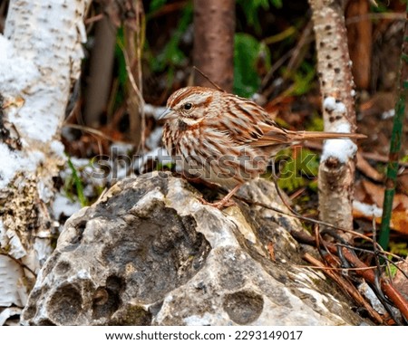 Chipping Sparrow standing on a rock with a blur forest background in its environment and habitat surrounding. Sparrow Picture.