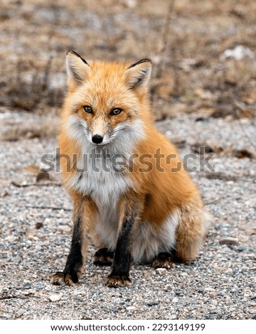 Red Fox close-up sitting and looking at camera in the spring season with blur background in its environment and habitat. Fox Image. Picture. Portrait.