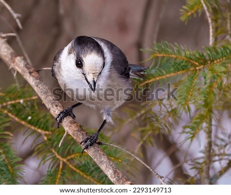 Gray Jay perched on a tree branch displaying grey and white plumage in its environment and habitat surrounding. Jay Bird Picture.