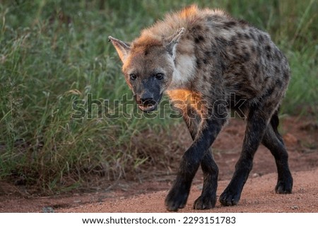 Spotted hyena on the prowl in the Kruger National Park, South Africa Royalty-Free Stock Photo #2293151783