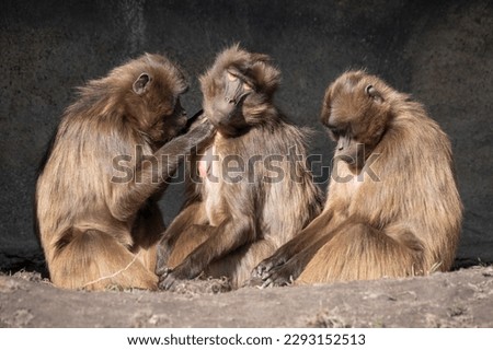 Three Gelada Monkeys Mutual Grooming