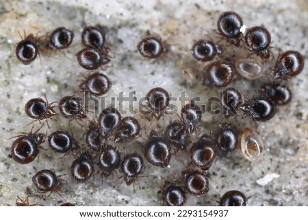 Close up of Beetle Mites also known as oribatid mites. A group of arachnids under a stone. Royalty-Free Stock Photo #2293154937