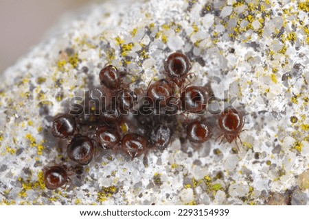 Close up of Beetle Mites also known as oribatid mites. A group of arachnids under a stone. Royalty-Free Stock Photo #2293154939