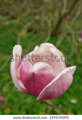 A Pink And White Magnolia Flower