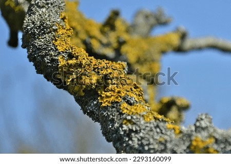 Xanthoria, lichenized fungi, known as orange lichen, orange wall lichen, sunburst lichen, fairy cups, on a branch of tree