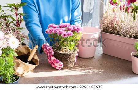 A woman is transplanting chrysanthemums into a pot, planting autumn flowers in pots, decorating a balcony or terrace in autumn, heather and Impatiens Royalty-Free Stock Photo #2293163633