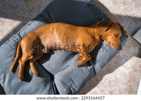 The dog is lying on his side, resting on the pillow. His eyes are closed and his breathing is calm, suggesting that he is deeply asleep and comfortable in his bed. Natural sunny light. Royalty-Free Stock Photo #2293164427