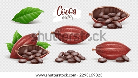 Set of Cocoa Pods with beans and green leaves isolated on white transparent background. Collection Ingredients for chocolate production. Realistic. Vector illustration Royalty-Free Stock Photo #2293169323