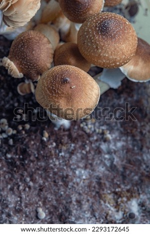 Mexican healthy psilocybe mushrooms in wet plastic box on hot board