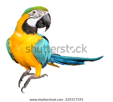 Blue and Gold Macaw Royalty-Free Stock Photo #229317595
