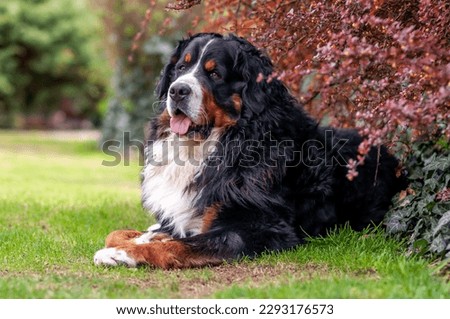 A large Bernese mountain dog lies in the garden under a bush and looks. Royalty-Free Stock Photo #2293176573