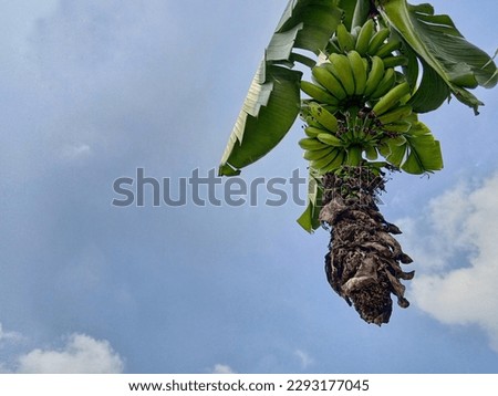 The background is a clear sky with bananas still hanging on the tree. 