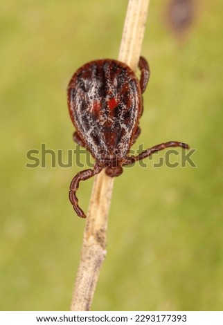 Dermacentor reticulatus, also known as the ornate cow tick, ornate dog tick, meadow tick, and marsh tick, is a species from the family Ixodidae Royalty-Free Stock Photo #2293177393