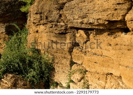 Close-up of a sandstone rock with vegetation