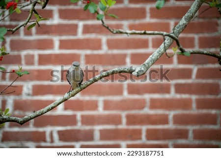 Northern mockingbird perched on holly tree branch with brick wall in background