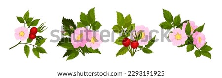 Tender Pink Flowers of Rosa Canina or Dog Rose Plant with Mature Red Rose Hips Vector Set Royalty-Free Stock Photo #2293191925
