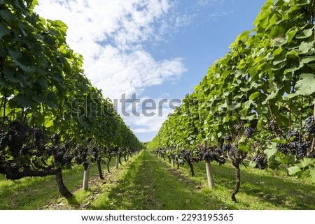 Beautiful wine only vineyard landscape Royalty-Free Stock Photo #2293195365