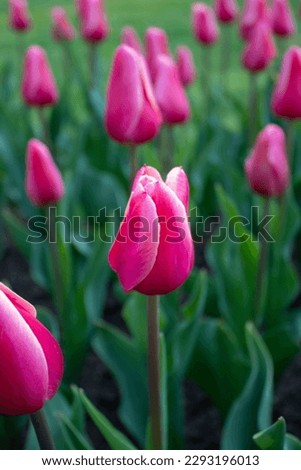 Multicolor tulips in Romania at tulip festival in Pitesti Royalty-Free Stock Photo #2293196013