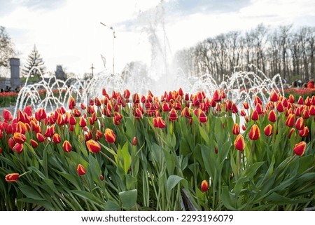 Multicolor tulips in Romania at tulip festival in Pitesti Royalty-Free Stock Photo #2293196079