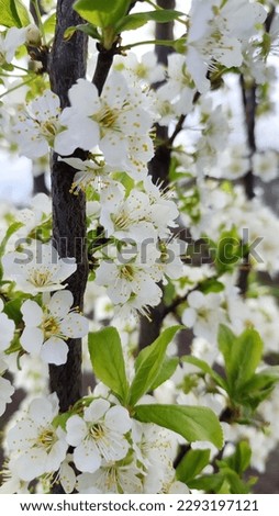 Photo of white spring flower.This photo can be used, for example, as a phone screen saver, printed as a postcard and a picture to decorate the interior.