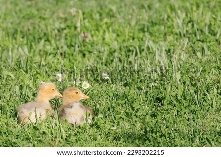Two cute baby ducks on the grass near the lake, chamomile flowers around.