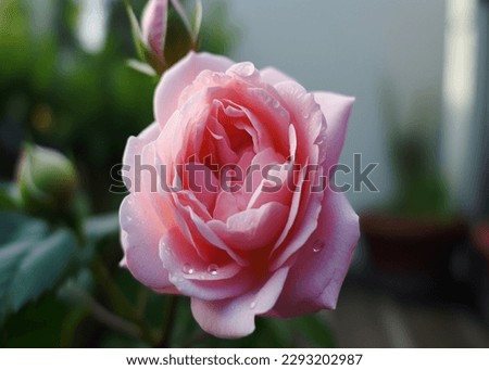 Real Pink Rose Flower Beauty