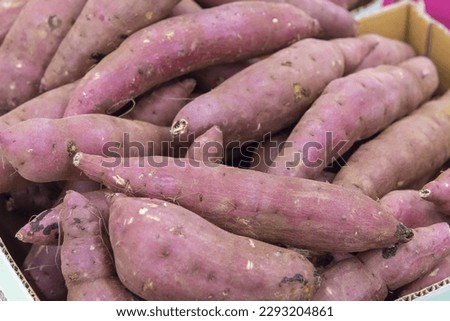 Fresh and delicious sweet potatoes harvested in the field