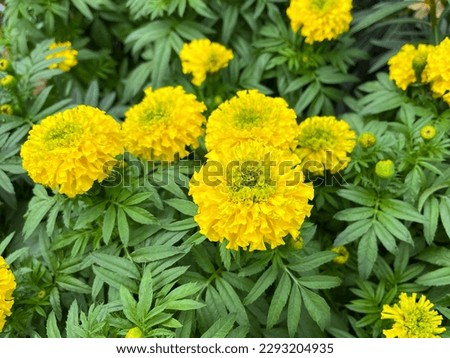 Yellow marigold flower in garden
