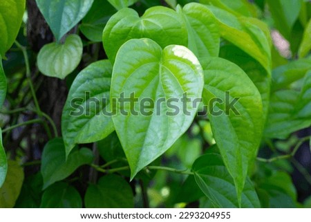 Green leaves of betel plant in the garden Royalty-Free Stock Photo #2293204955