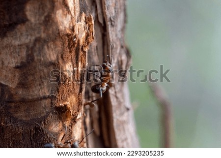 Red ant (Formica rufa) on a pine tree trunk. Red ant - worker soldier . Red ant - worker soldier. The insect protects the vicinity of the trail leading to the nest.  Royalty-Free Stock Photo #2293205235