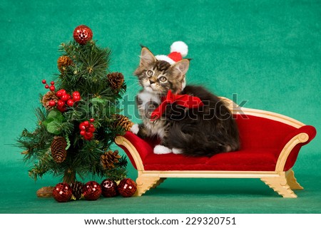 Christmas Maine Coon kitten wearing Santa cap sitting on miniature red couch sofa chair next to miniature Christmas tree on green background 