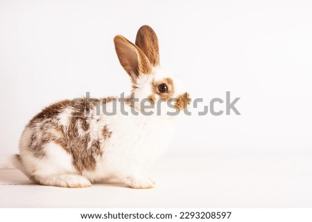 cute funny baby rabbit of white and brown color on light wooden table. Decorative rabbit, rabbits for breeding. Rabbit breed giant. Place for text. Easter rabbit. Lovely pets