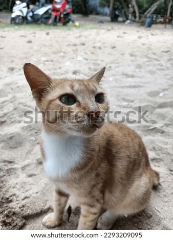 An cute brown cat playing on the beach