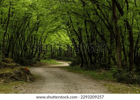 pathway in the forest under the trees Royalty-Free Stock Photo #2293209257