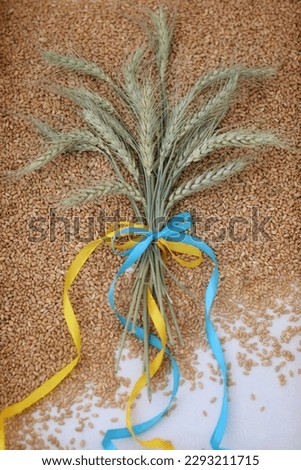 An ear of wheat is tied with a blue and yellow ribbon, a bouquet of ears of corn lies on a wheat grain, Ukrainian flag, symbol of Ukraine, day, holiday, photo background, background, wallpaper, for gr