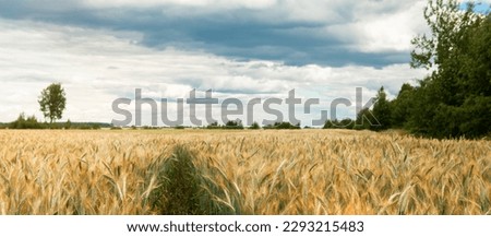 Path in a field of ripening rye against a cloudy sky on a summer day. There is a lone tree on the horizon. Rural landscape. Royalty-Free Stock Photo #2293215483