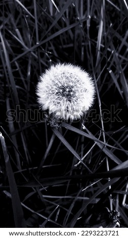 Nature close up black and white photography.