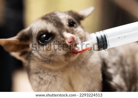 A captive endangered, australian squirrel gliders  (Petaurus norfolcensis) eating nectar out a syringe  Royalty-Free Stock Photo #2293224513