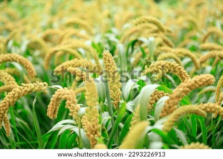  foxtail millet crops in the fields in autumn Royalty-Free Stock Photo #2293226913