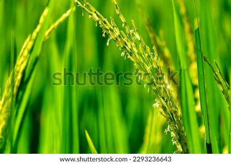 Green rice background for power point