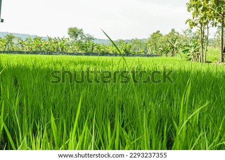 background of green expanse of rice fields