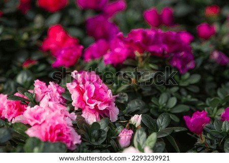 Rhododendron flowers in the garden, stock image.
