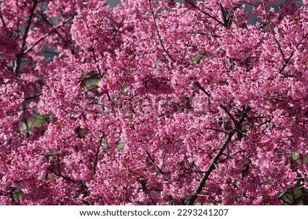 pink tiger flower garden cherry