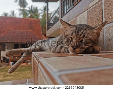 Lovely adult tomcat tired during the day gaining energy by sleeping on the stairs on a warm day on tropical island in south Thailand in a little village house garden. Happy pet cat relaxing.