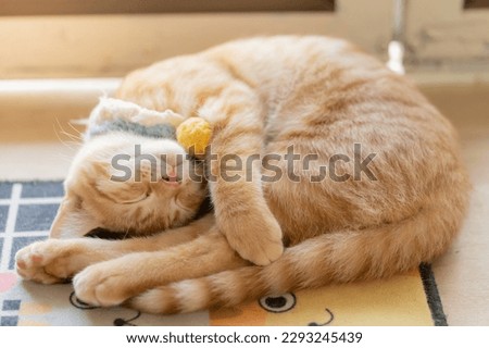 cat and kitten well sleep Royalty-Free Stock Photo #2293245439
