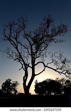 The silhouette of the branches of a big tree growing in nature.