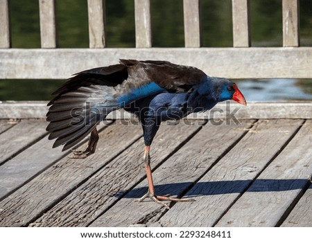 A brilliantly feathered Purple swamp hen porphyria porphyria standing on the wooden board walk is stretching its wing after getting roots to eat at Dalyellup Lakes, Western Australia in late autumn.